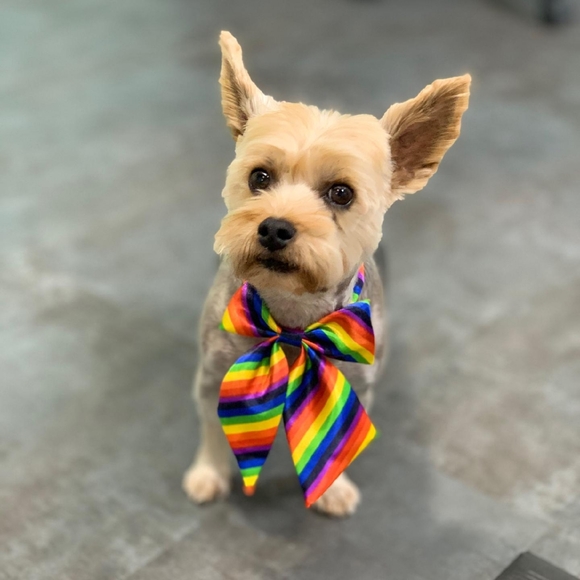 Meet your Posher, Posh - Picture 2 of 4